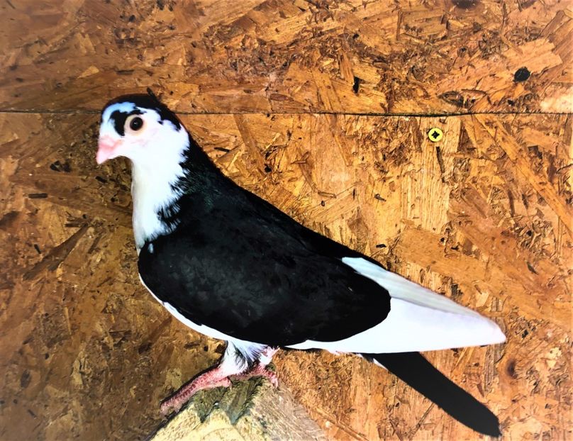 12202  mascul  2021_1 - tineret 2021