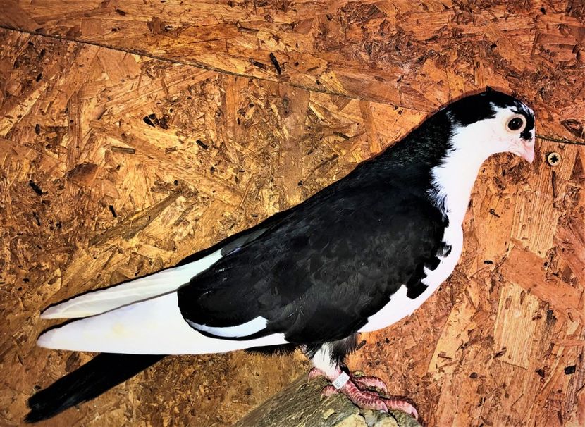 12202  mascul  2021_2 - tineret 2021