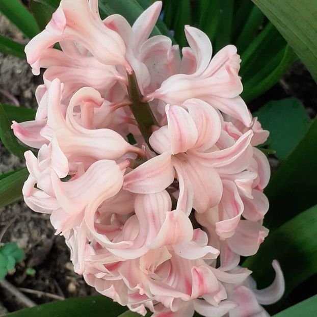  - 002Flori de primăvară 2021