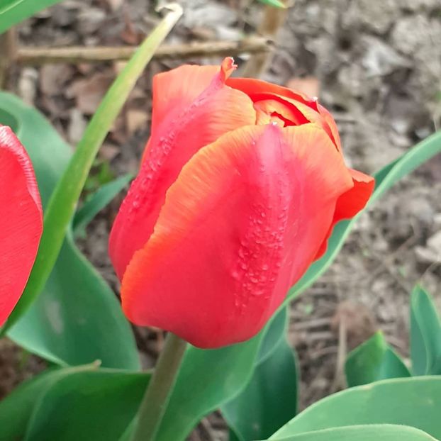  - 002Flori de primăvară 2021