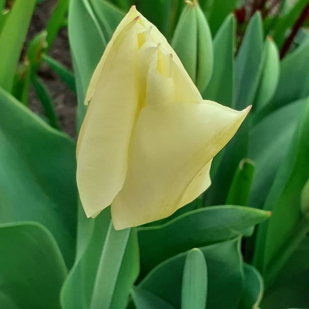  - 002Flori de primăvară 2021