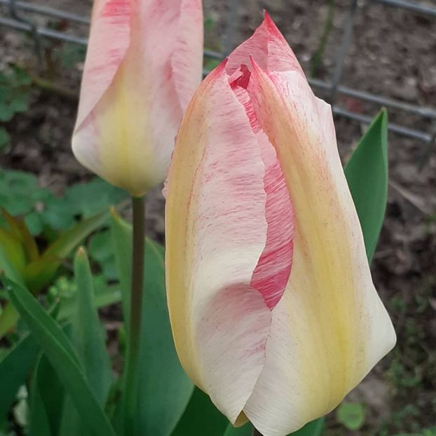  - 002Flori de primăvară 2021