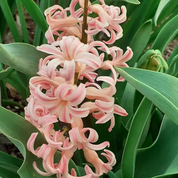  - 002Flori de primăvară 2021