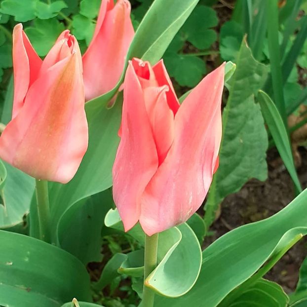  - 002Flori de primăvară 2021