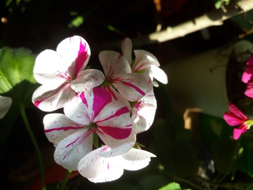 Febr.2021 - Muscate 2017-2018- 2019-2020-2023-2024 - 2025