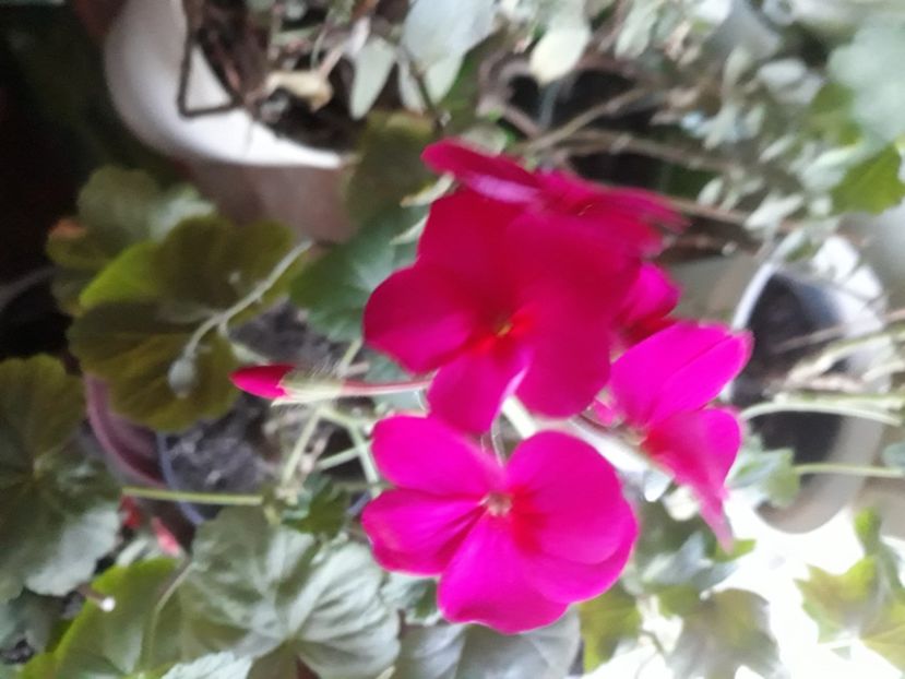 Febr.2021, cea mai harnică! - Muscate 2017-2018- 2019-2020-2023-2024 - 2025