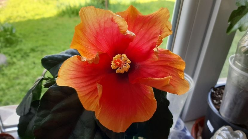 Joly - Hibiscusi 2021