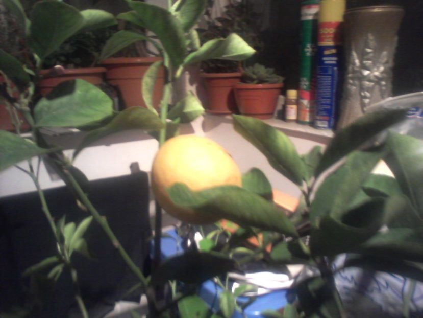 Fotografie-0005 - Lămâi