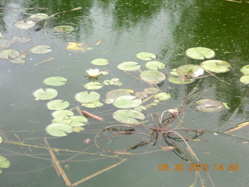  - Nuferi rezistenți la ger