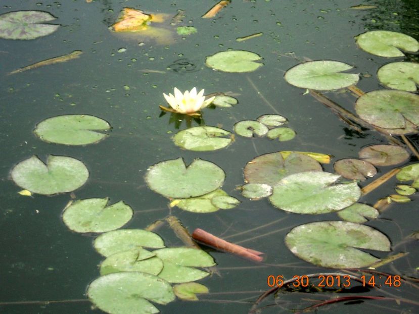  - Nuferi rezistenți la ger