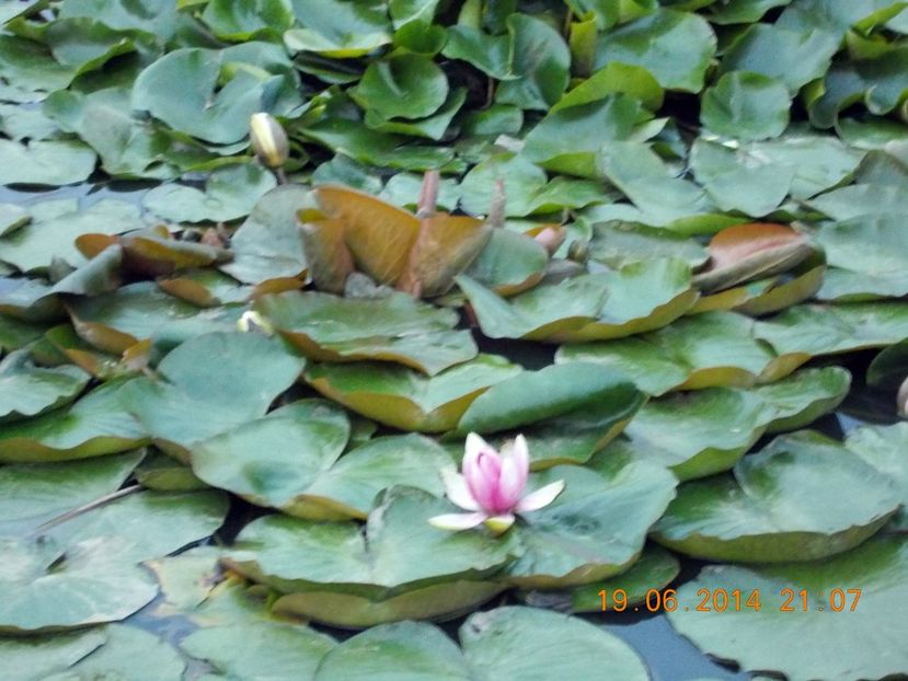  - Nuferi rezistenți la ger