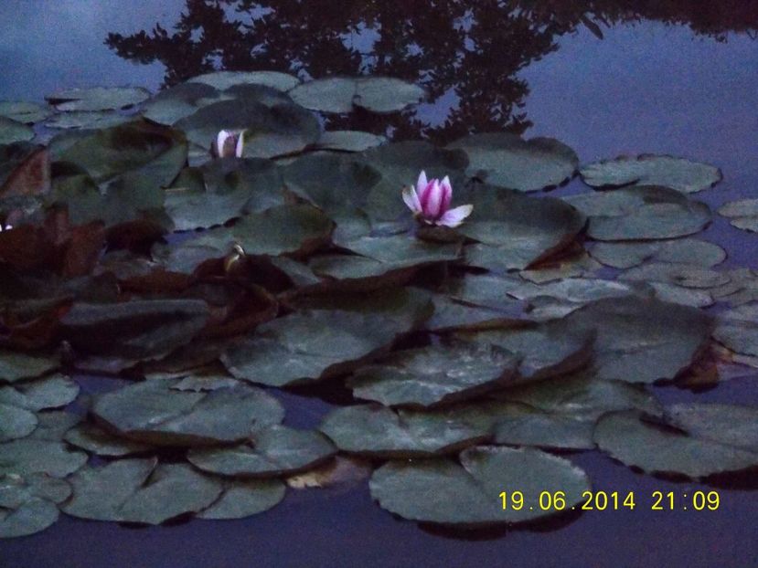  - Nuferi rezistenți la ger