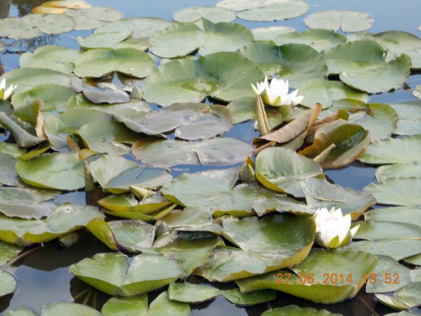  - Nuferi rezistenți la ger