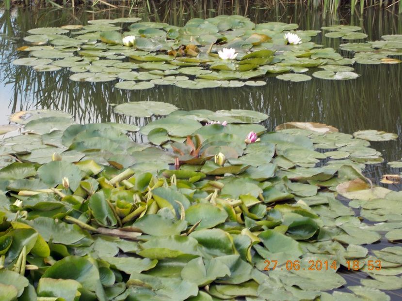  - Nuferi rezistenți la ger