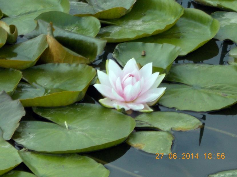  - Nuferi rezistenți la ger