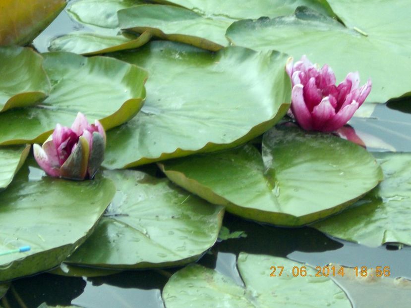  - Nuferi rezistenți la ger