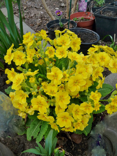  - 2021 - 01 - Primavara