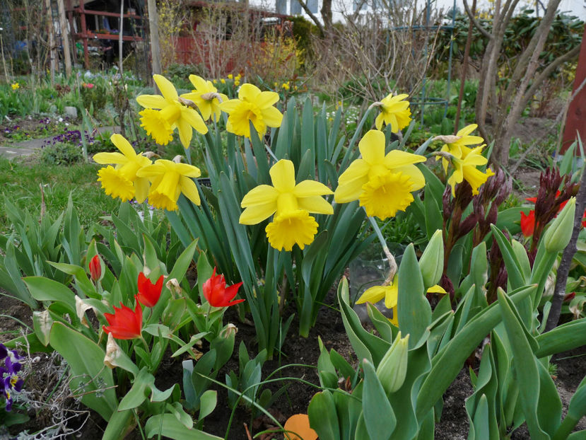  - 2021 - 01 - Primavara