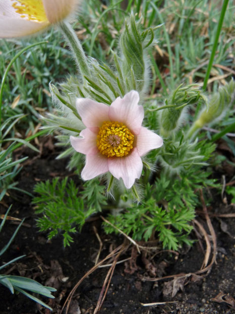  - 2021 - 01 - Primavara