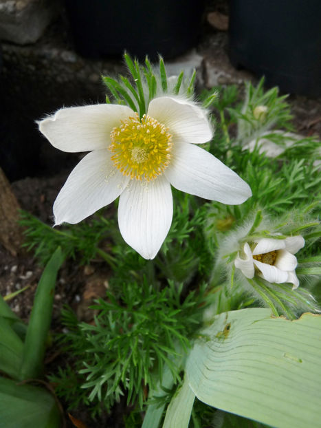  - 2021 - 01 - Primavara