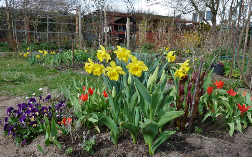  - 2021 - 01 - Primavara