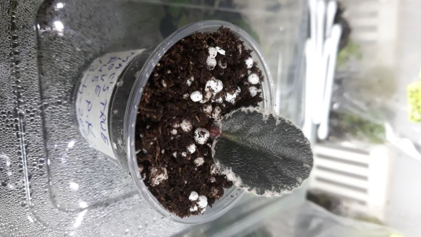  - Mac s True Love zzz