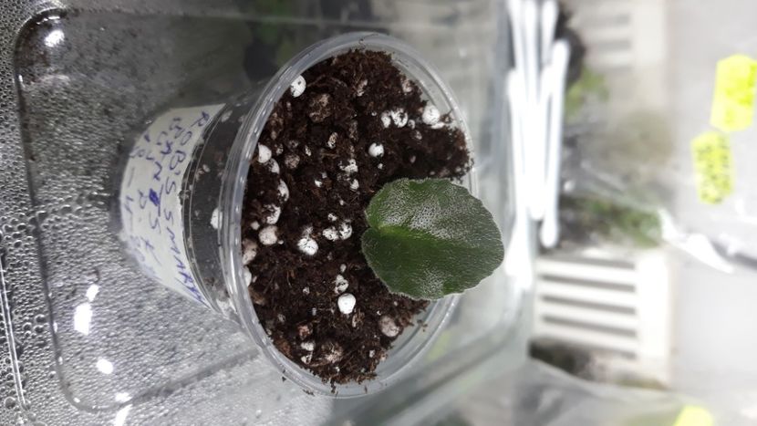  - Rob s Smarty Pants