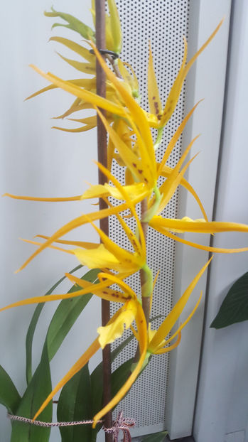 brassada "orange delight" - Orhidee_4_simpodiale cu pseudobulbi