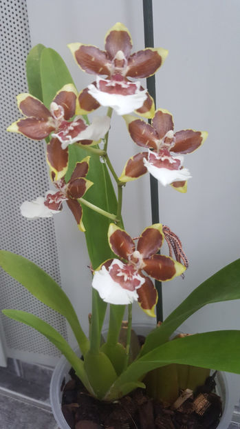 colmanara "jungle monarch" - Orhidee_4_simpodiale cu pseudobulbi