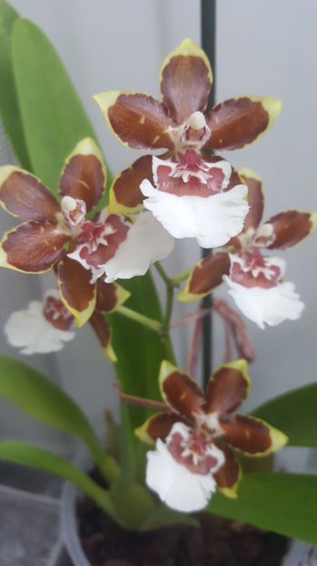 colmanara "jungle monarch" - Orhidee_4_simpodiale cu pseudobulbi