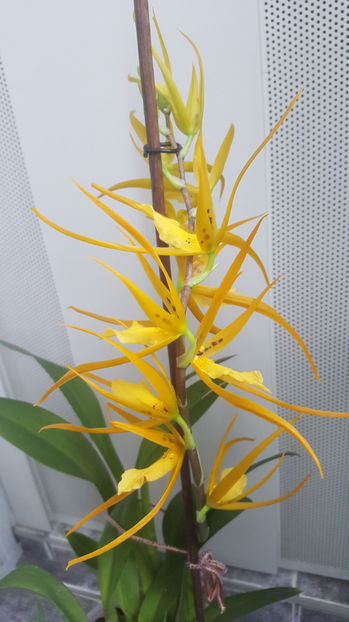 brassada "orange delight" - Orhidee_4_simpodiale cu pseudobulbi