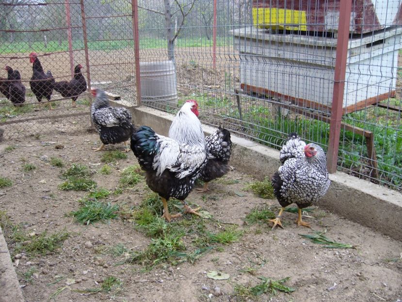 P1050388 - Gaini wiandot argintiu 2021