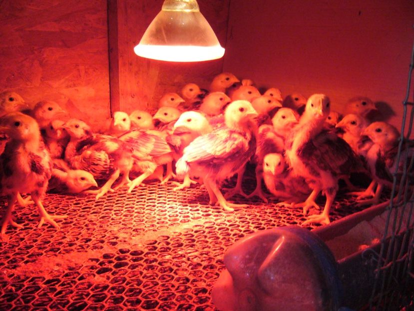 P1050387 - puii 2021 seria 1