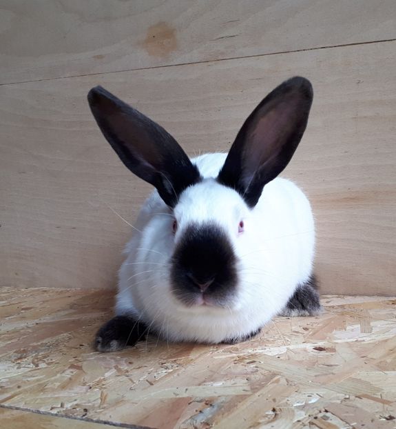 Mascul 4 luni - DE VANZARE -2023