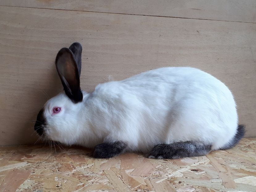 Mascul 4 luni - DE VANZARE -2023