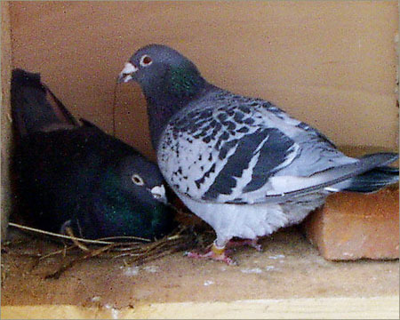 2[1] - Porumbei diversi -- other pigeons