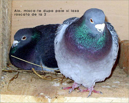 3[1] - Porumbei diversi -- other pigeons