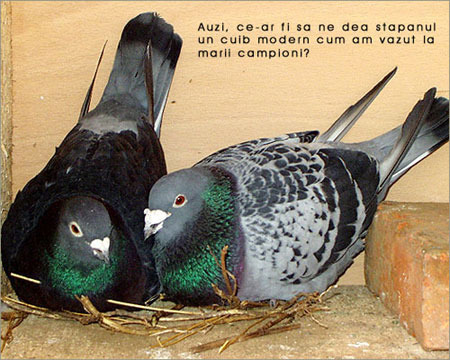 4[1] - Porumbei diversi -- other pigeons