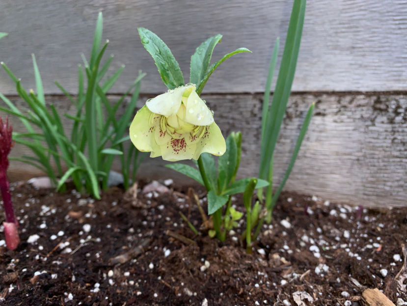  - Jurnalul gradinii 2021