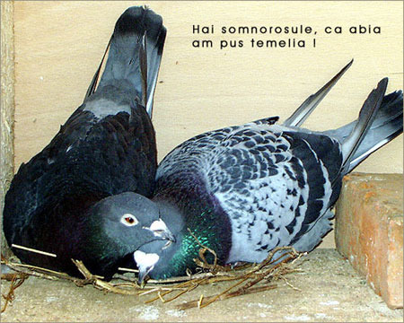 5[1] - Porumbei diversi -- other pigeons