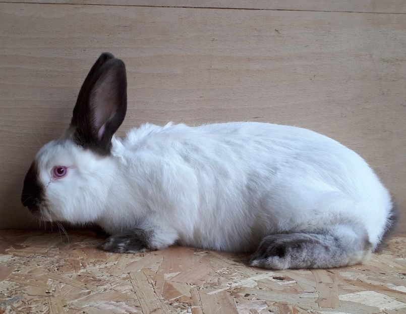 Masculas havana - DE VANZARE -2023