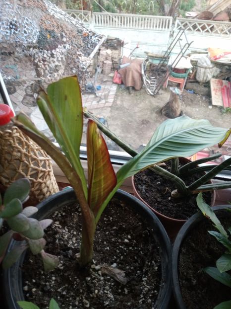  - Eneste ventricosum maurelli - Banan rosu