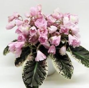 Poză net - LE Leyla 2 zzz