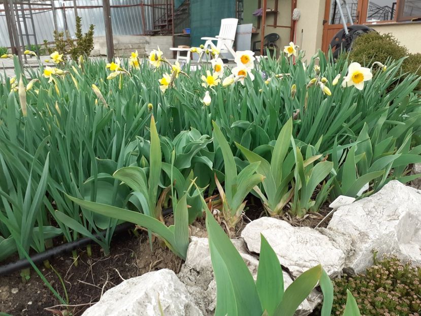  - Gradina 2021