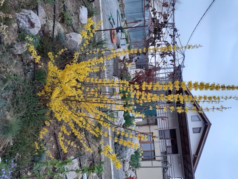  - Gradina 2021