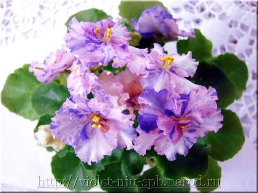 Poză net - Rob s Smarty Pants