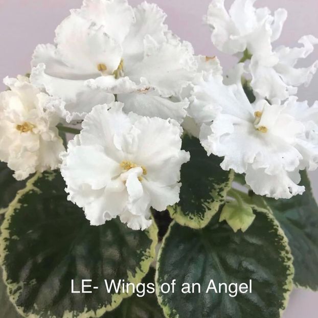 Poză net - LE Angel Wings xx