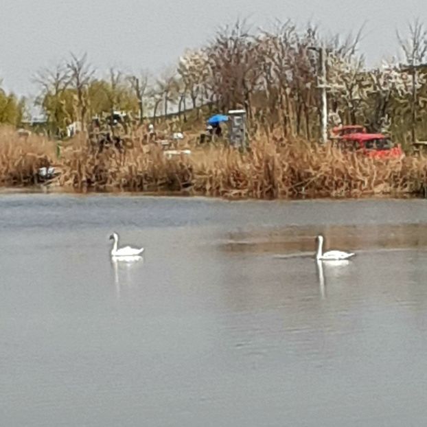 Boldesti Gradistea 2021 - BALTI