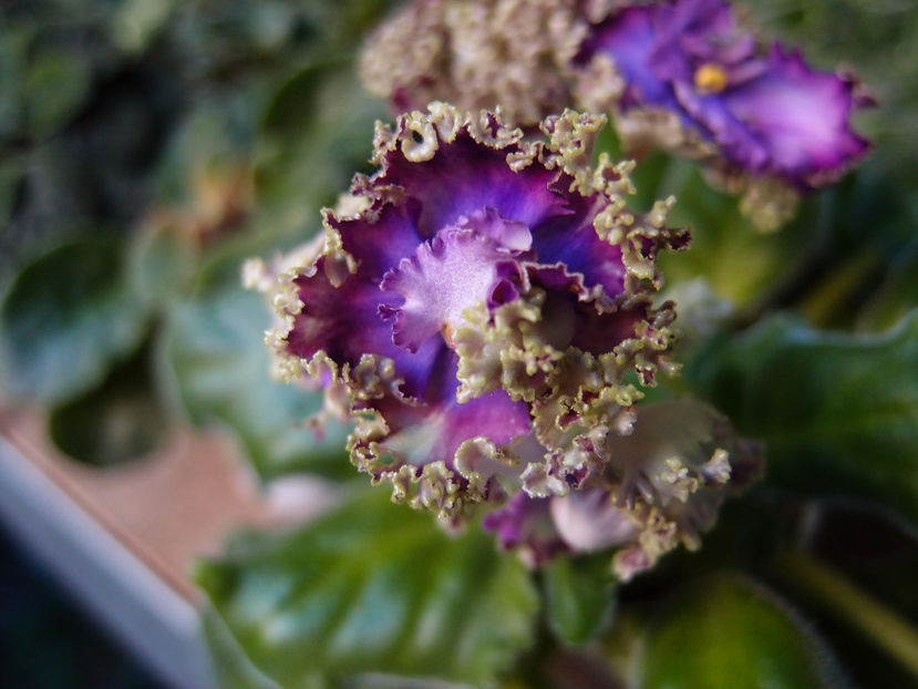 PB027371 - a a Ghiceste varietatea 2021