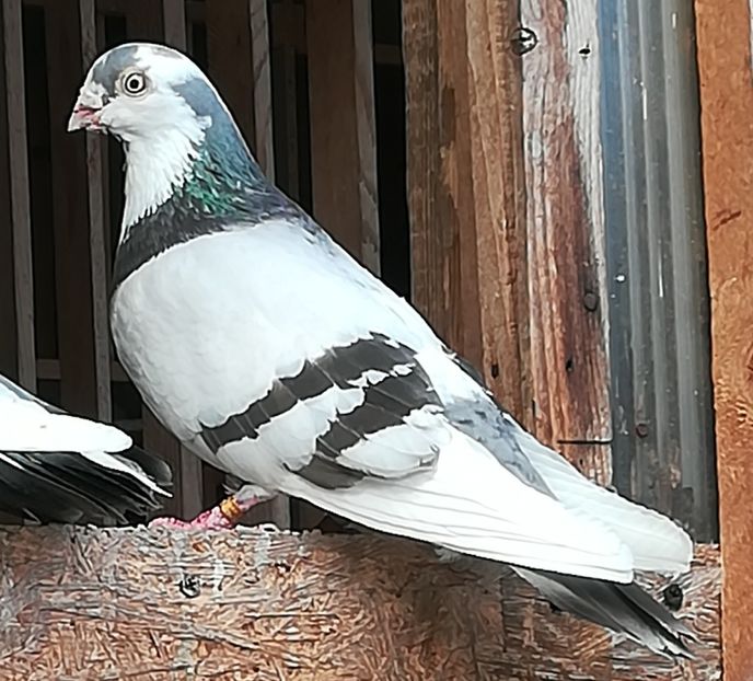 Licurici se-ntoarce - Baltat pe albastru diluat